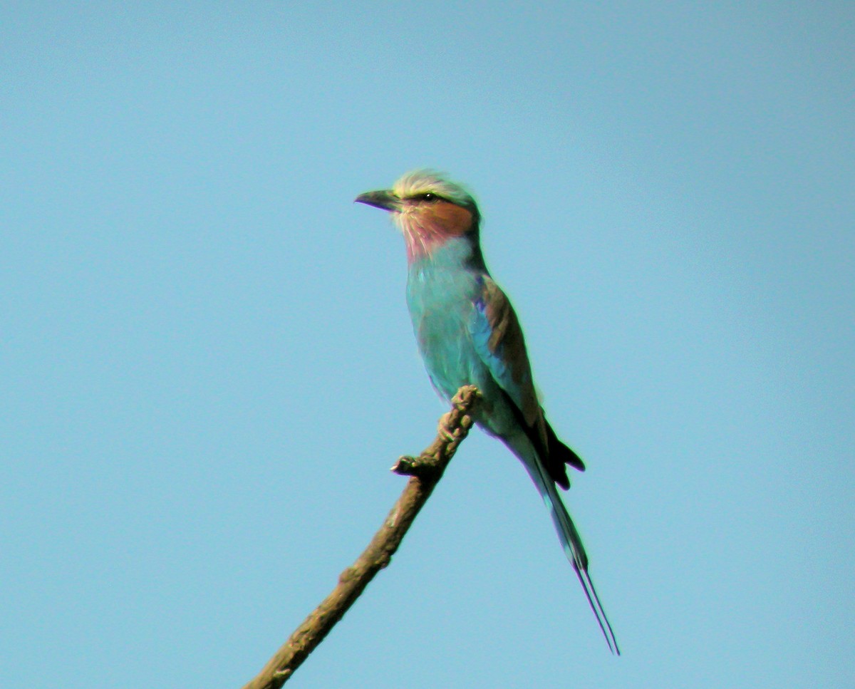 Лиловогрудая сизоворонка - ML646298325