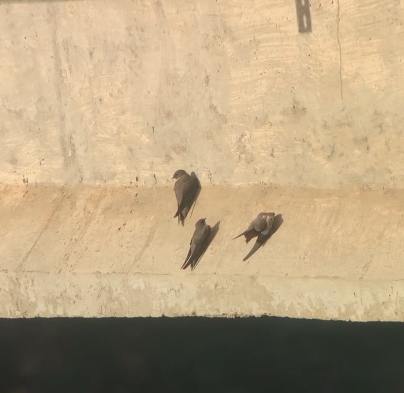 Скальная ласточка - ML646298326