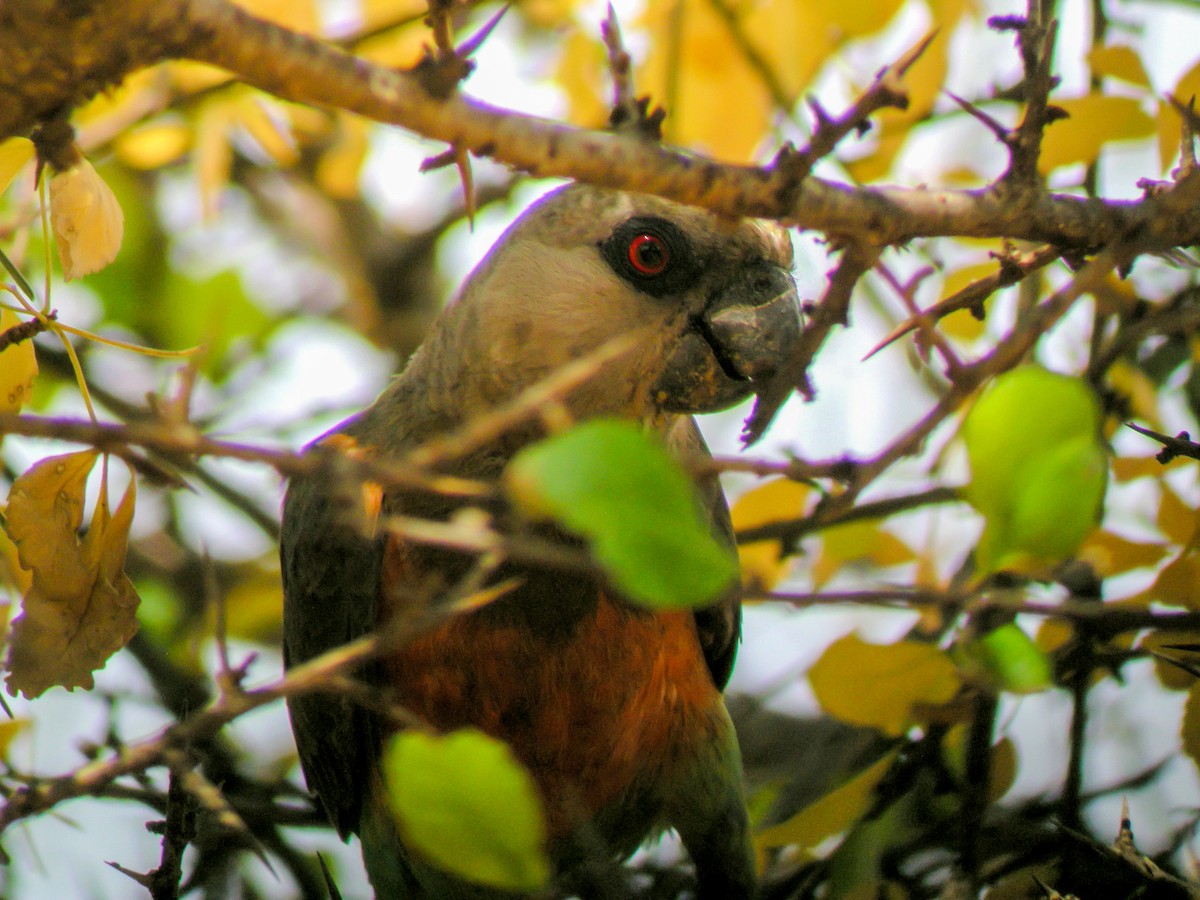 Краснобрюхий попугай - ML646298329