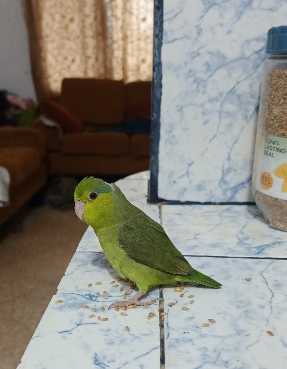 Cordilleran Parakeet - ML646298331