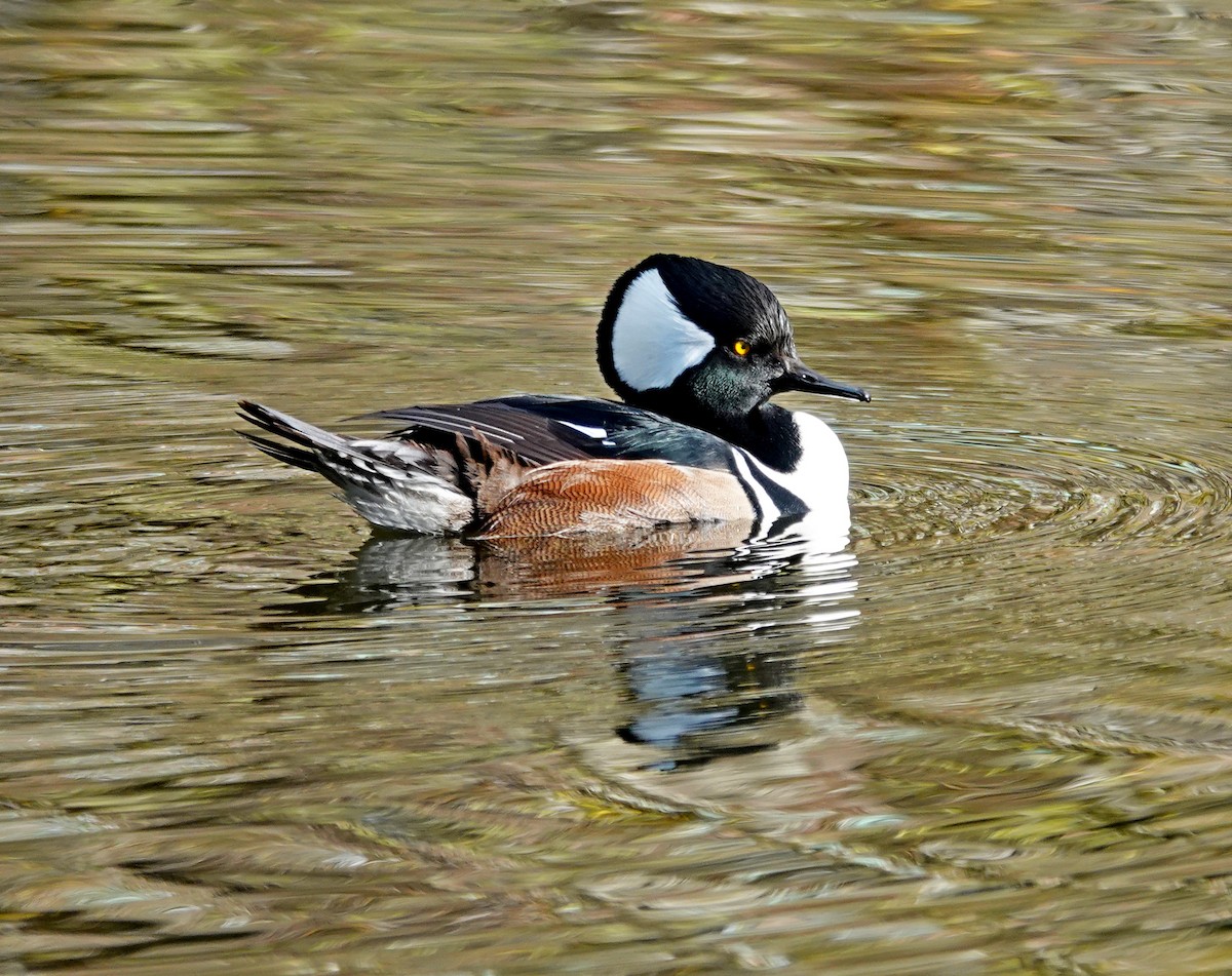 Hooded Merganser - ML646298332