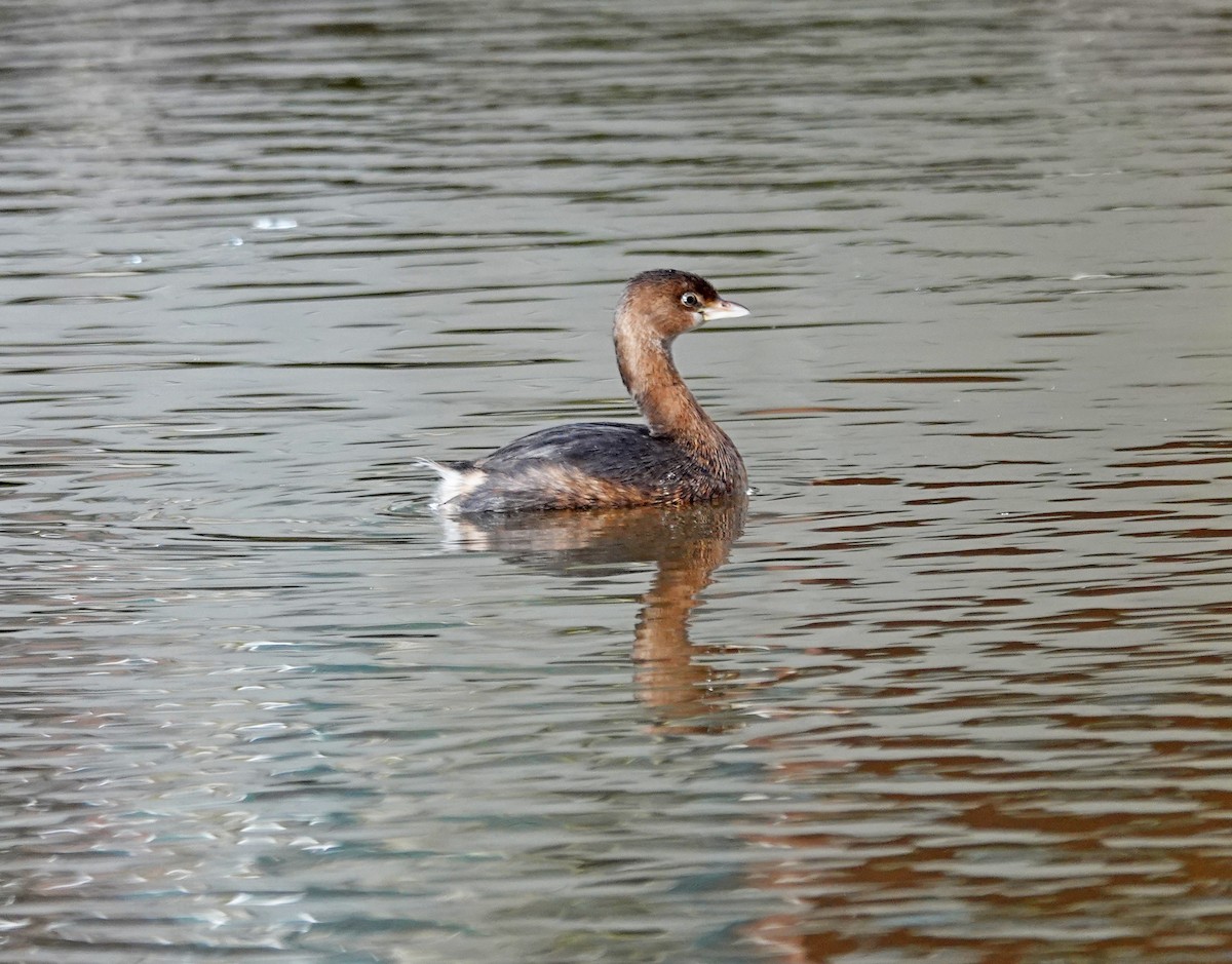 Pied-billed Grebe - ML646298339