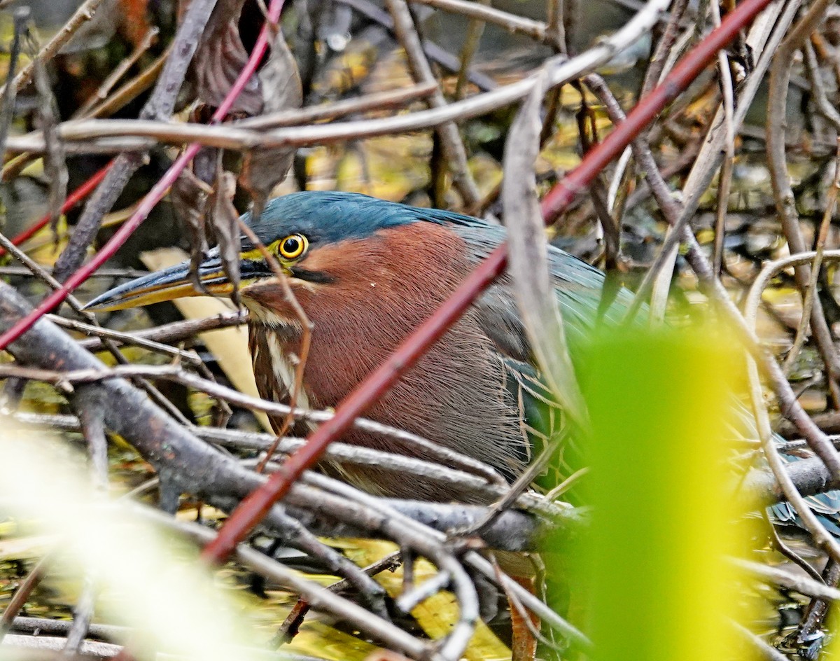 Green Heron - ML646298341