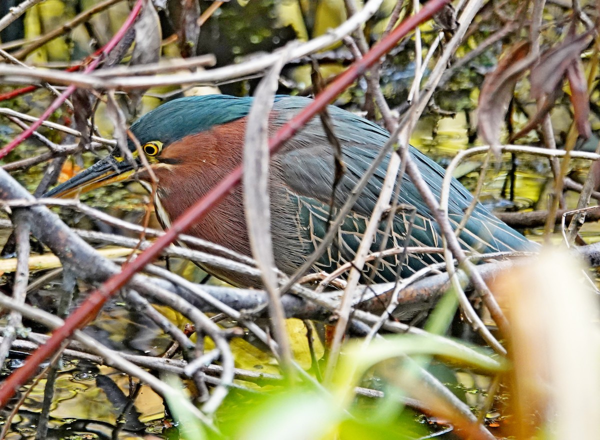 Green Heron - ML646298342