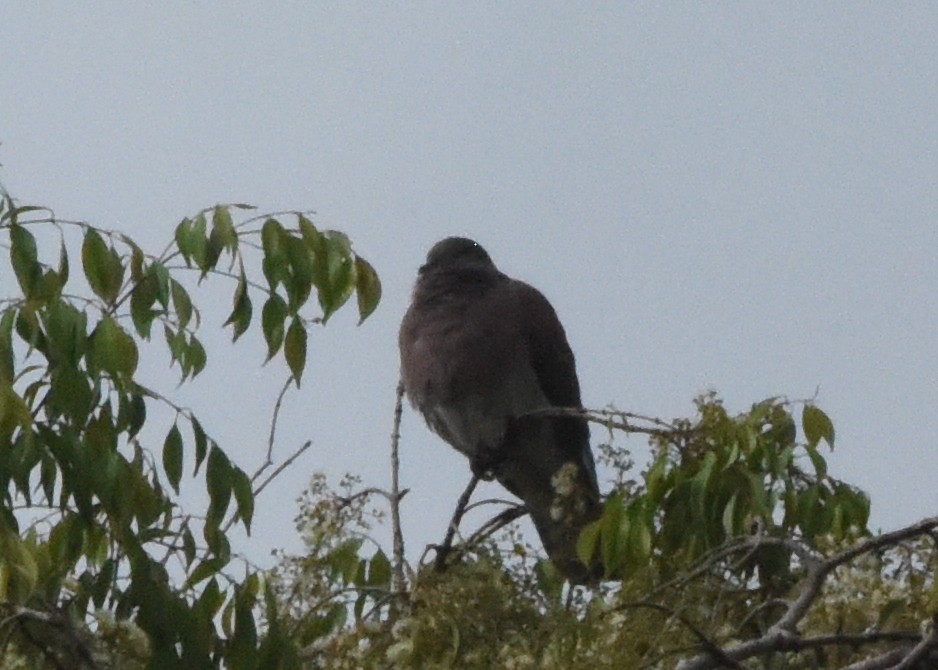 Pale-vented Pigeon - ML646298344