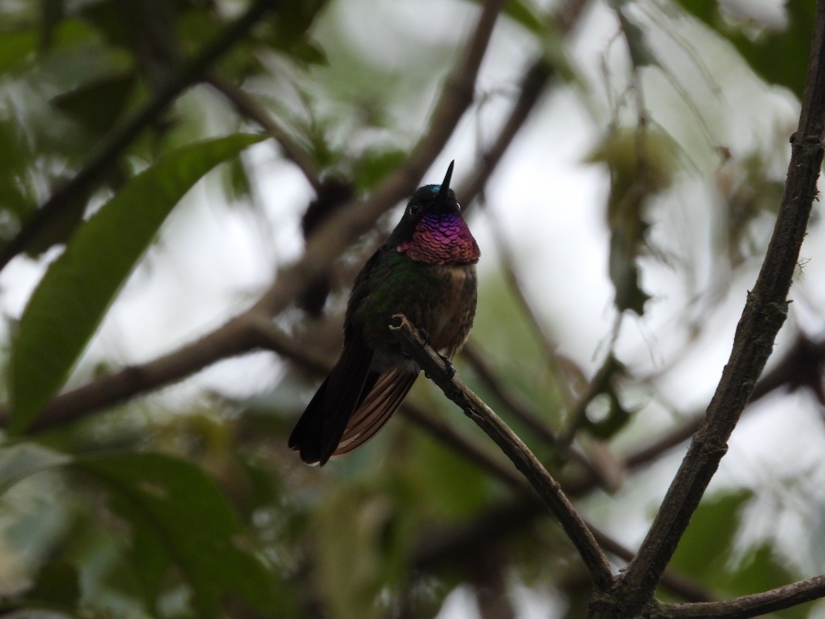 Amethyst-throated Sunangel - ML646298346