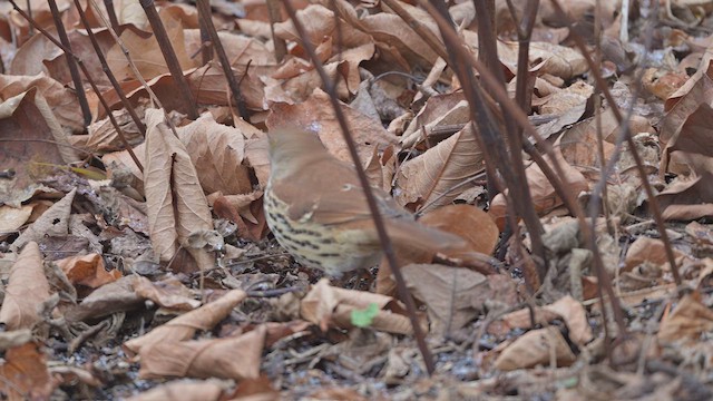 Тремблер прямодзьобий - ML646298347
