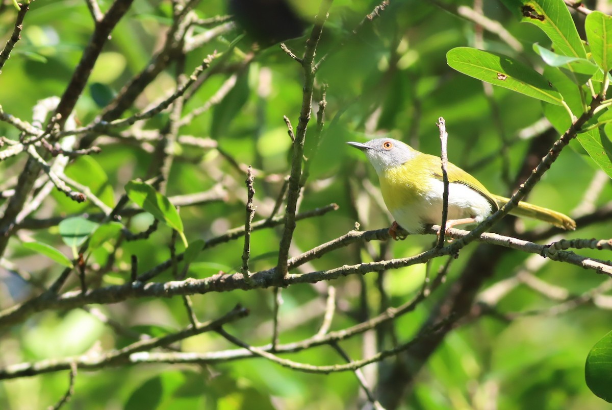 Желтогрудый апалис - ML646298348