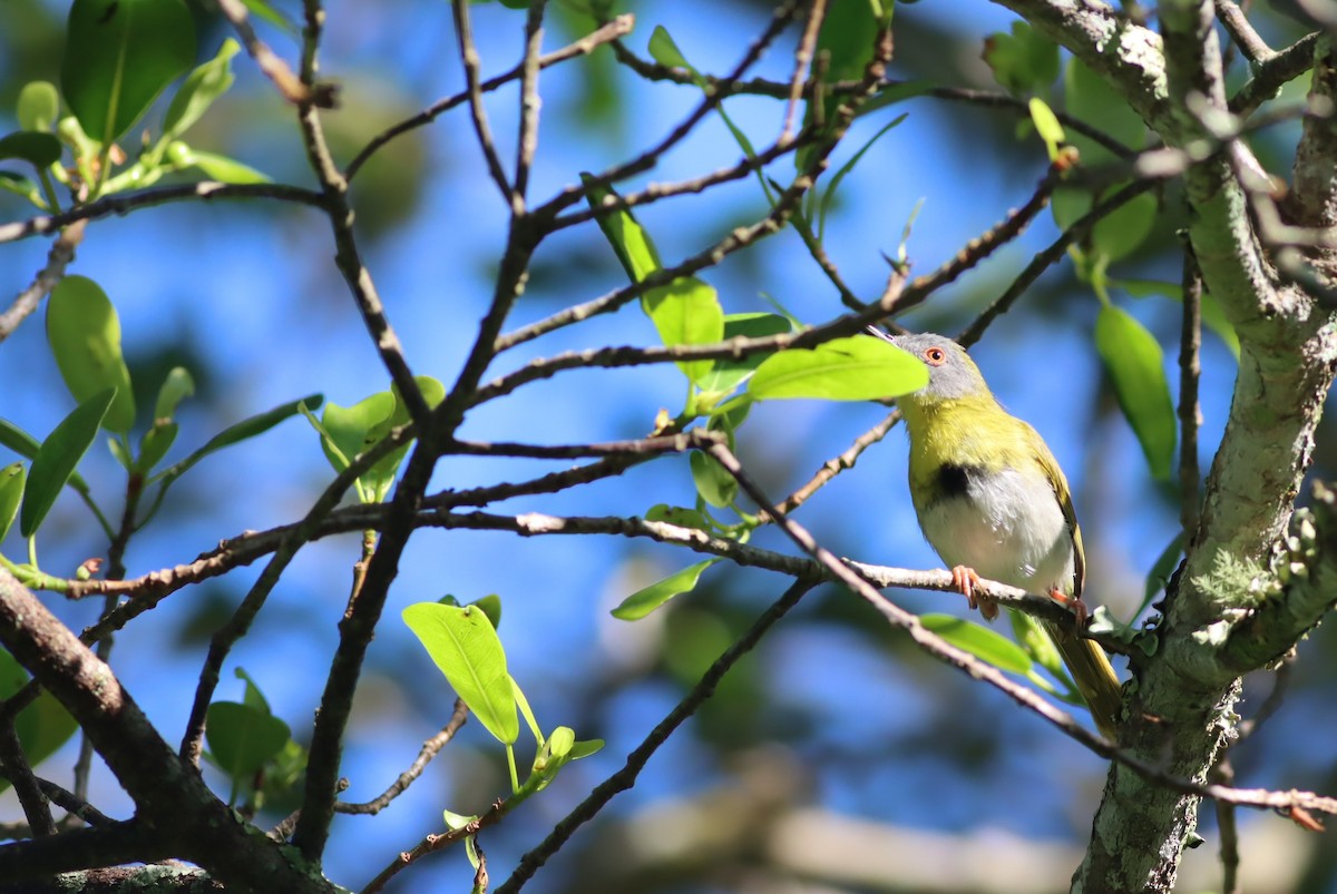 Желтогрудый апалис - ML646298349