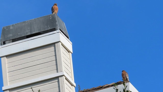 Канюк рудоплечий (підвид elegans) - ML646298353