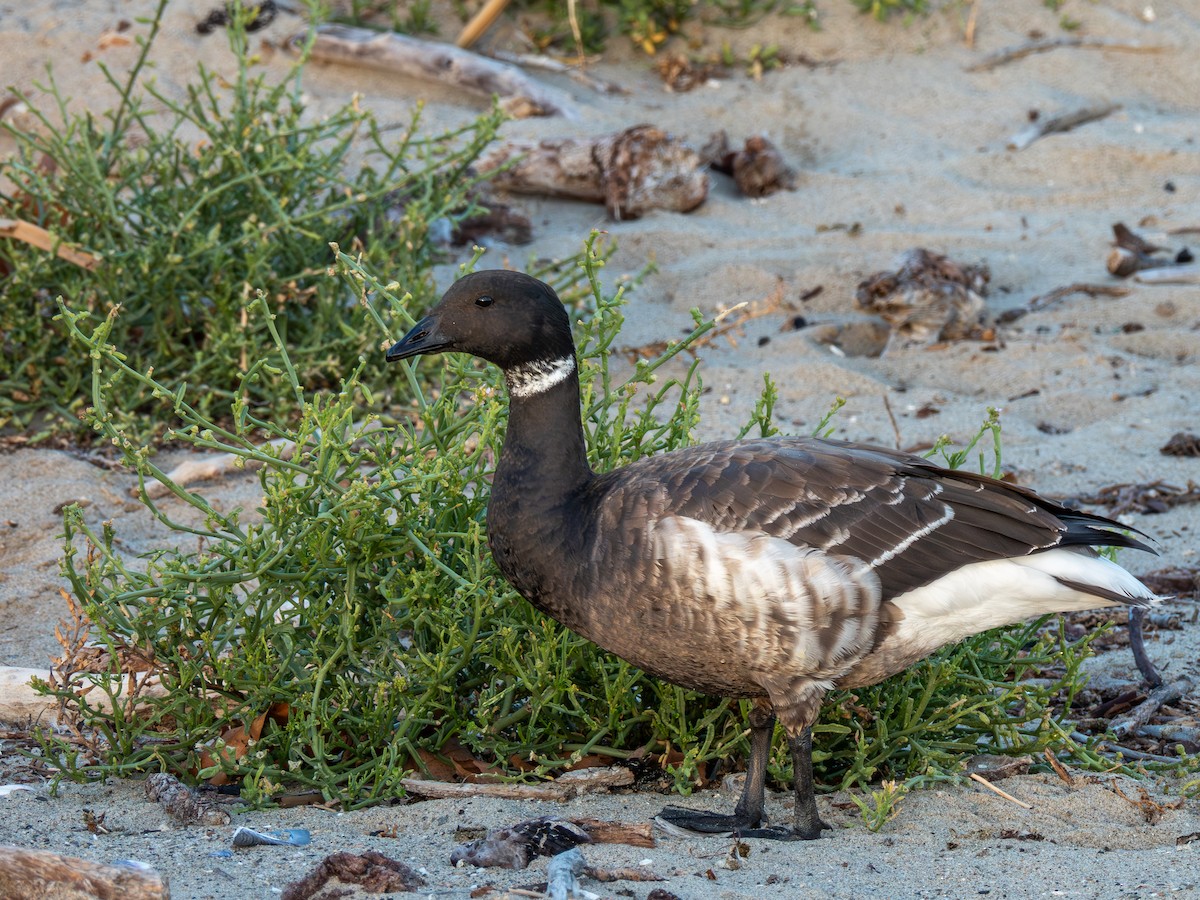 Brant (Black) - ML646298356