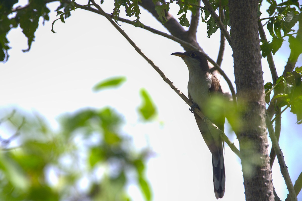 Yellow-billed Cuckoo - ML646298357