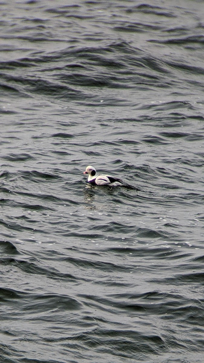 hoholka lední - ML646298358