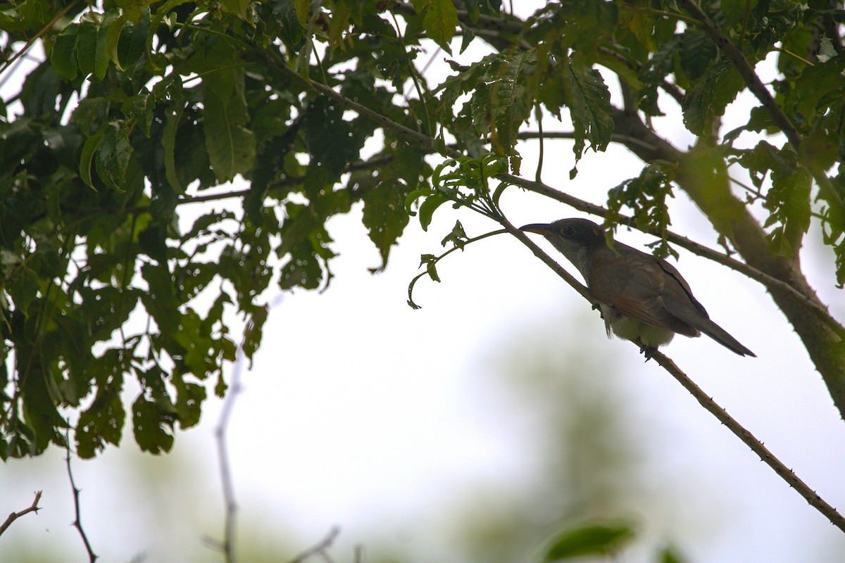 Yellow-billed Cuckoo - ML646298359