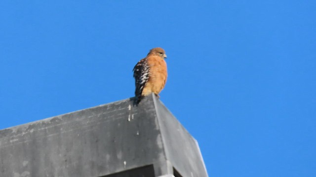 Канюк рудоплечий (підвид elegans) - ML646298360