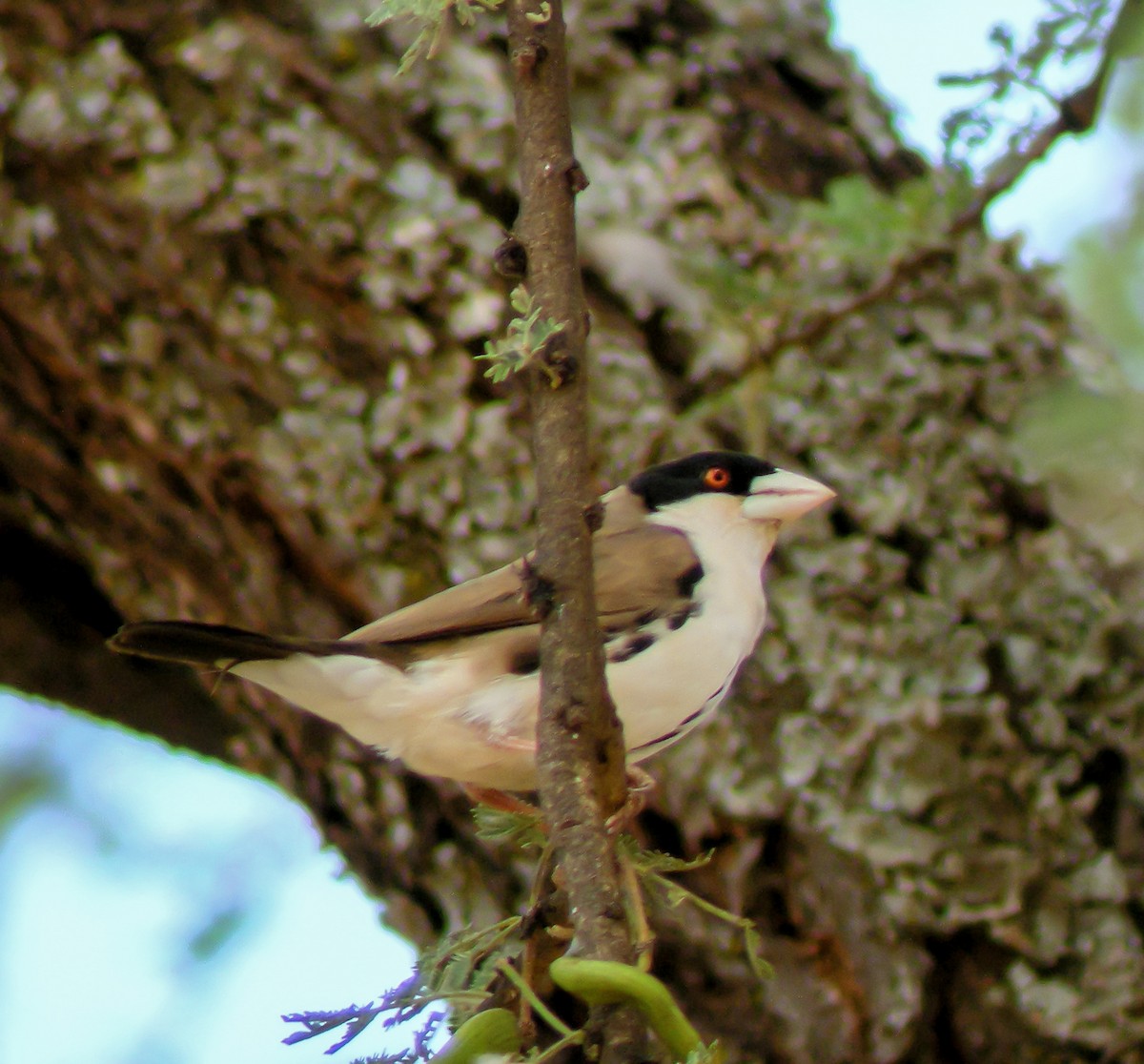 Black-capped Social-Weaver - ML646298361