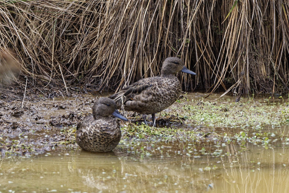 Andenente - ML646298362