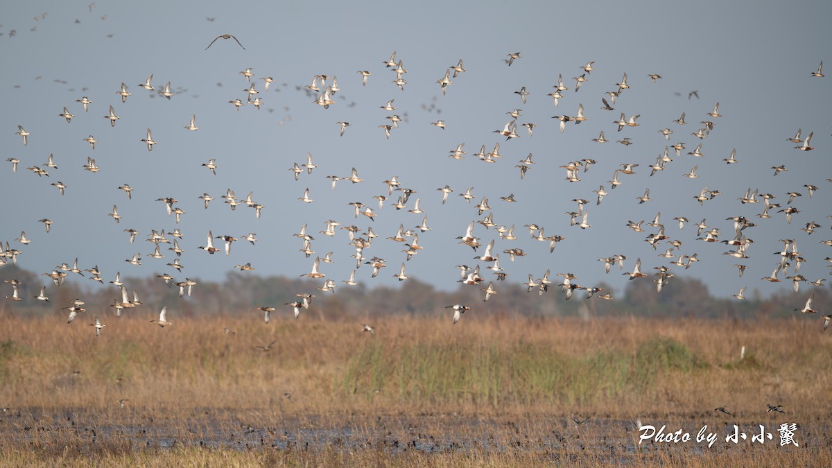 Green-winged Teal - ML646298364