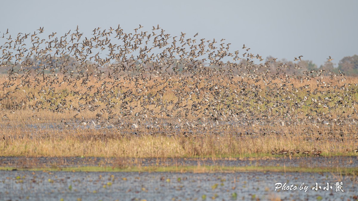 Green-winged Teal - ML646298365