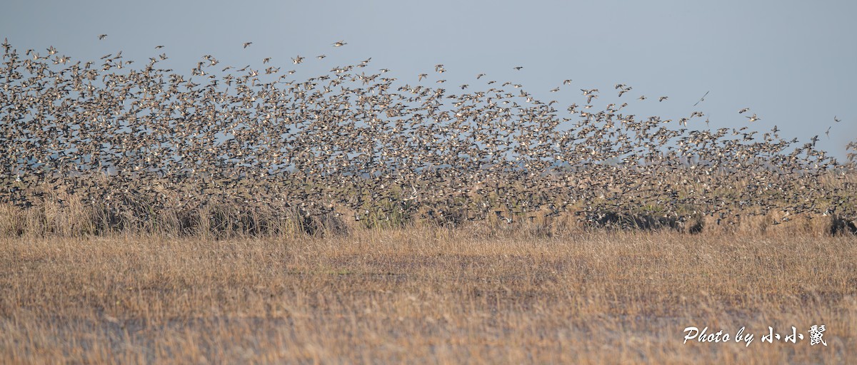 Green-winged Teal - ML646298366
