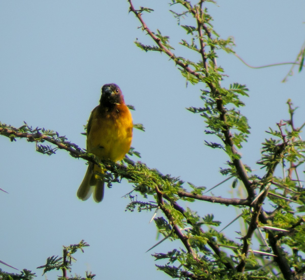 Juba Weaver - ML646298367