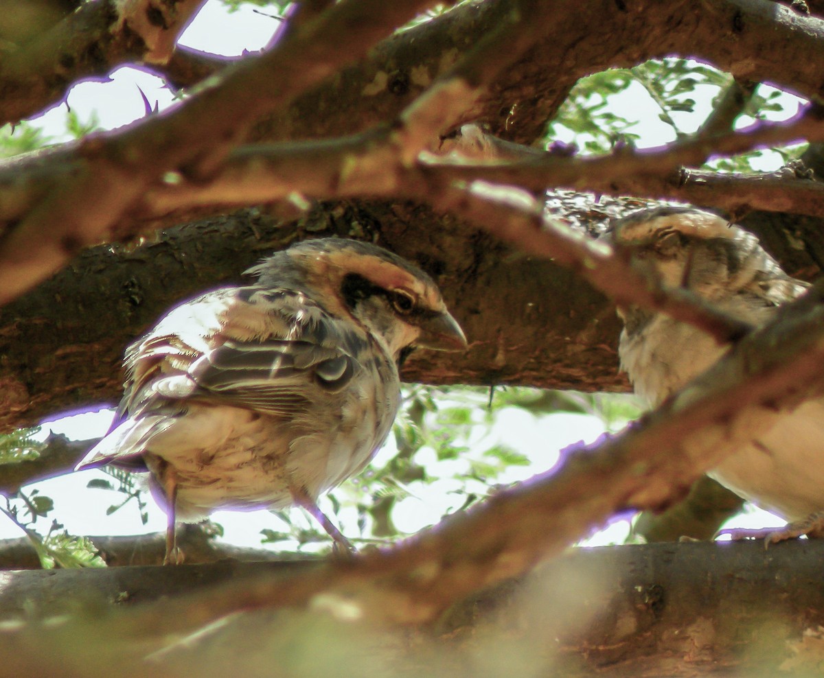 Shelley's Rufous Sparrow - ML646298371
