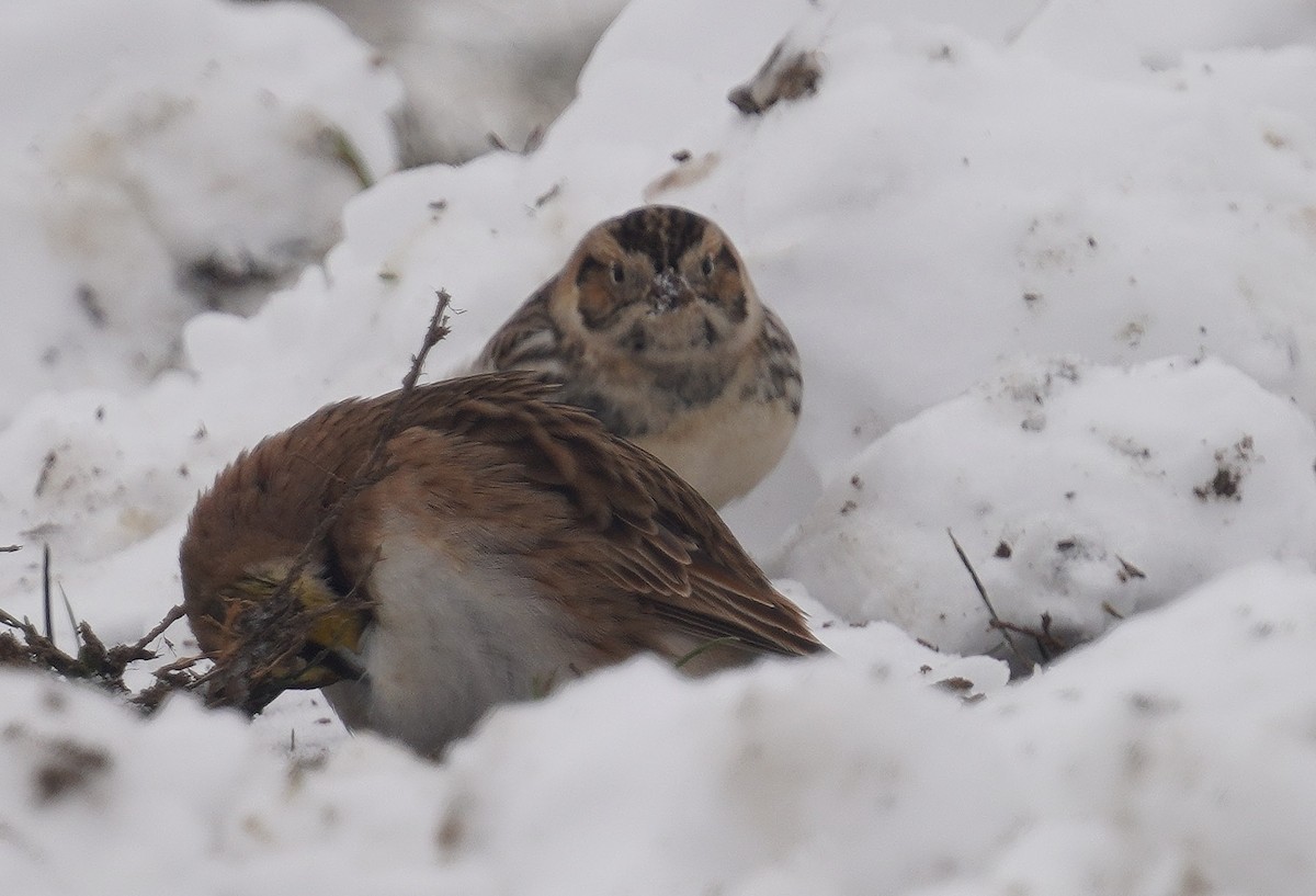 Lapland Longspur - ML646298373