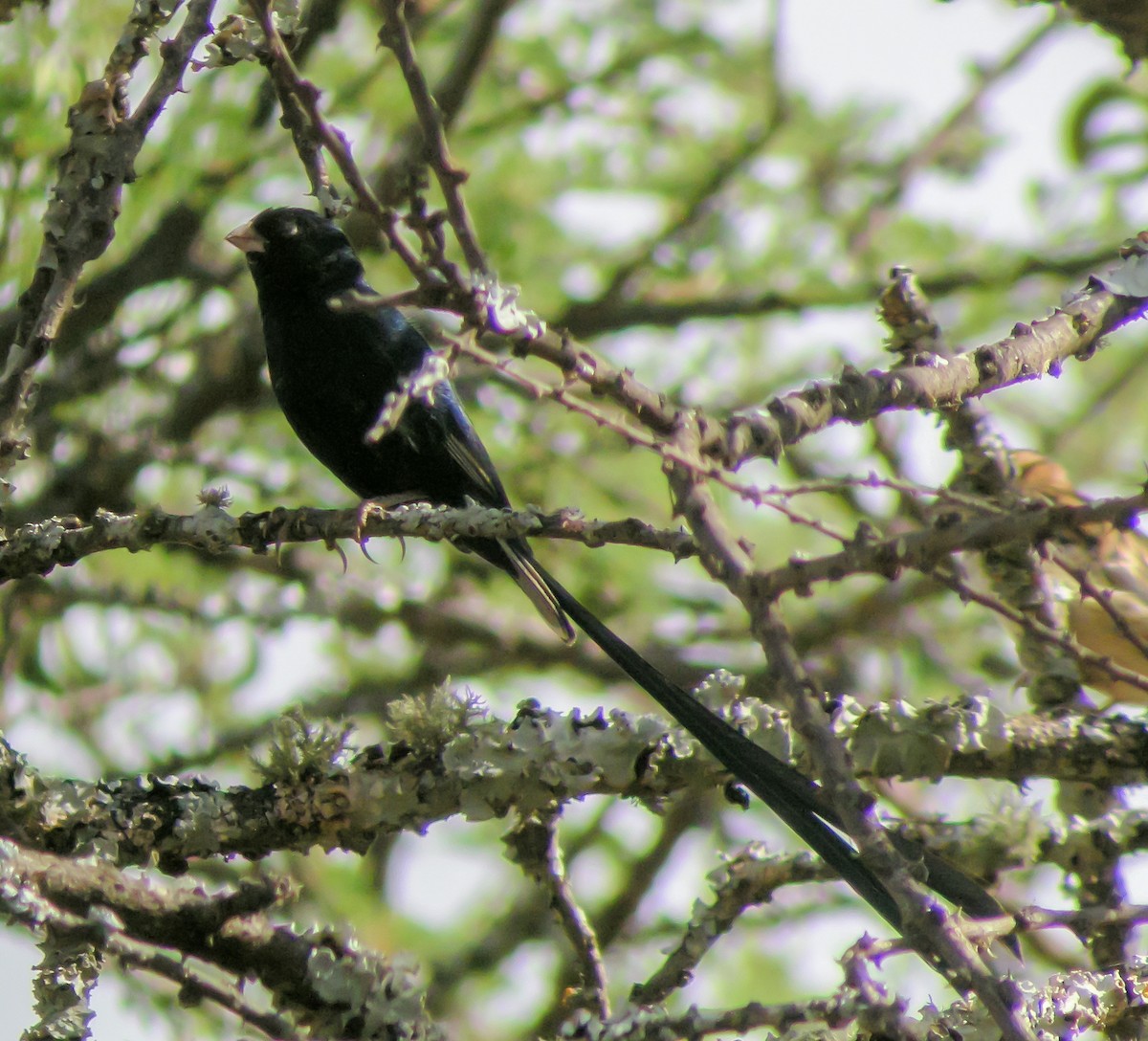 Steel-blue Whydah - ML646298377