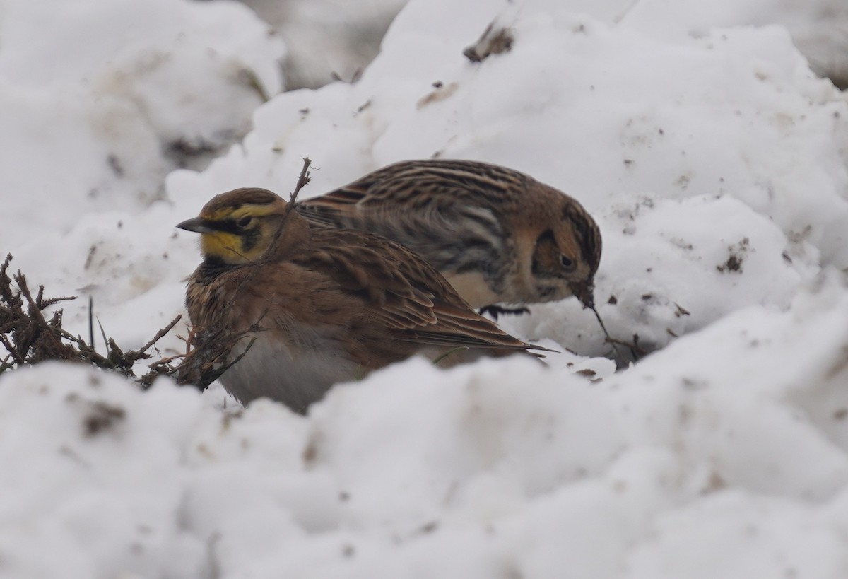 Lapland Longspur - ML646298381