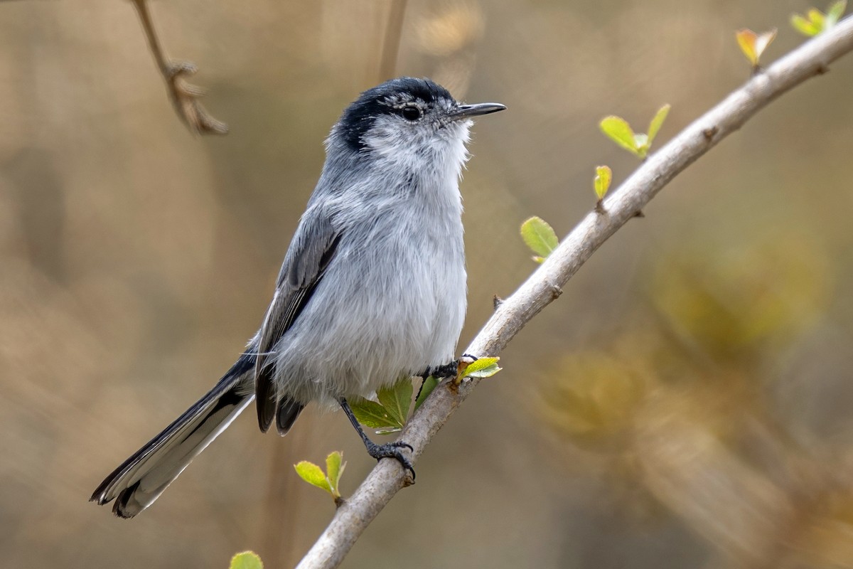 White-browed Gnatcatcher - ML646298382