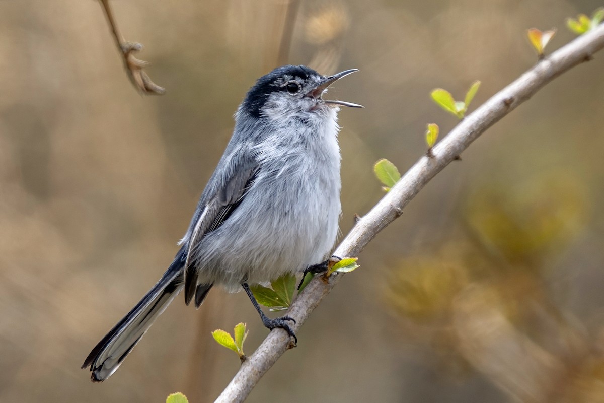 White-browed Gnatcatcher - ML646298383