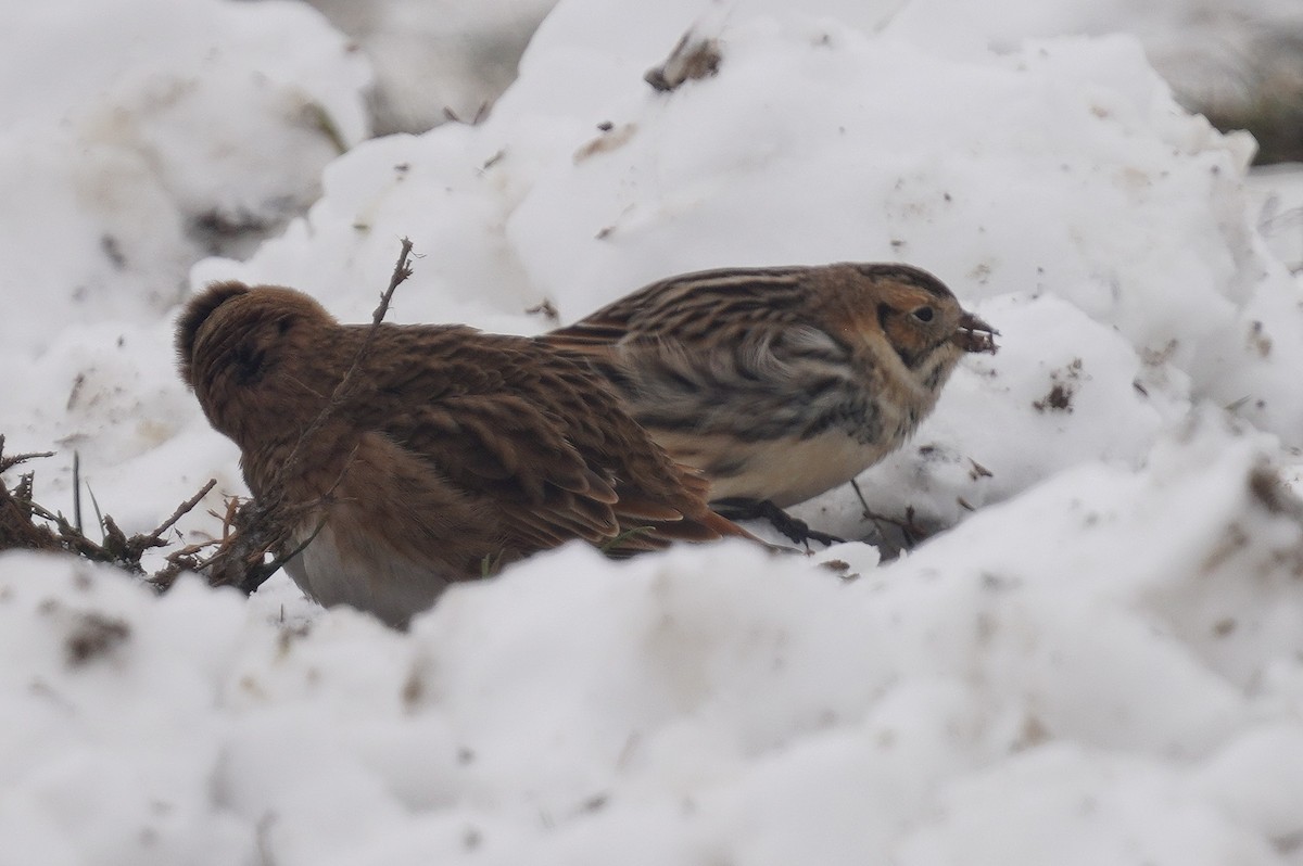Lapland Longspur - ML646298384