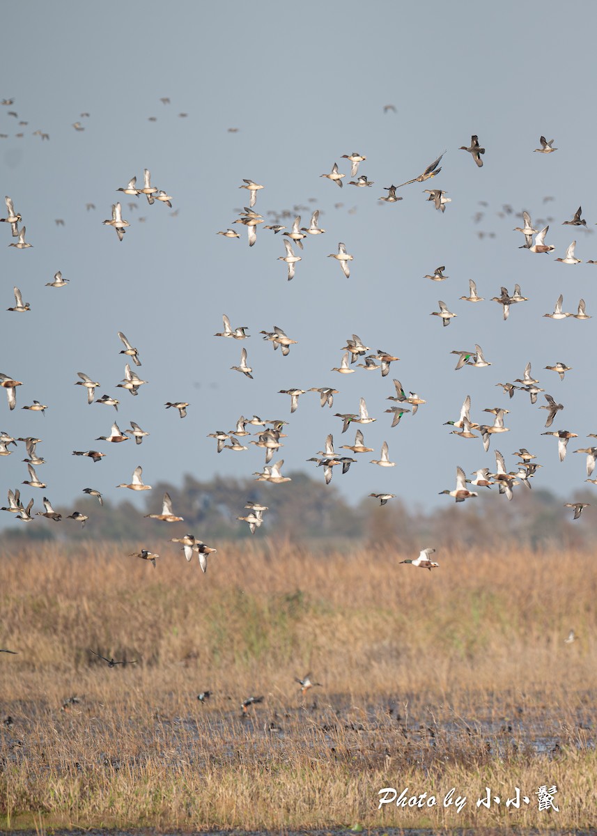 Northern Harrier - ML646298388