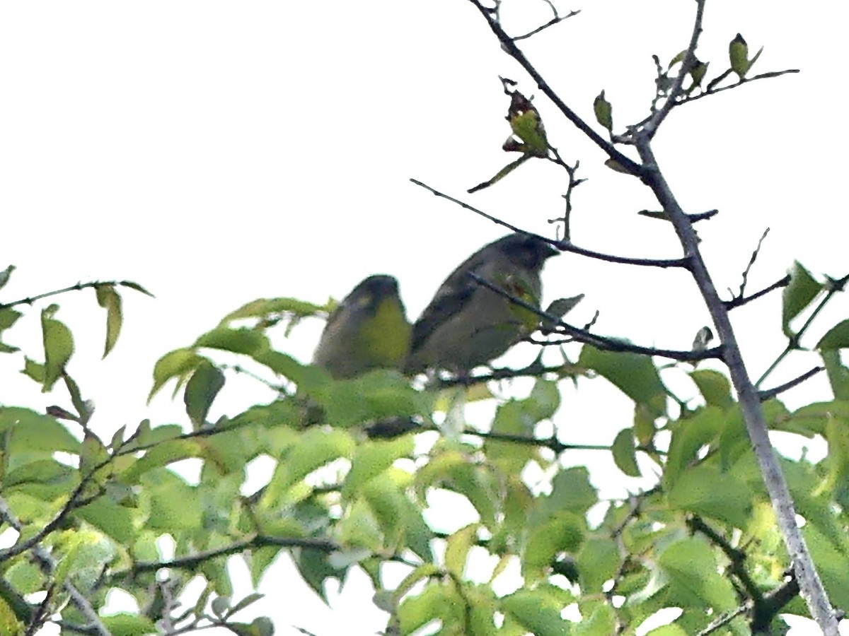 Lemon-breasted Seedeater - ML646298389
