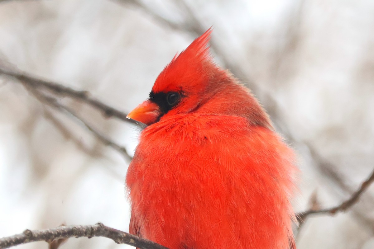 Northern Cardinal - ML646298395