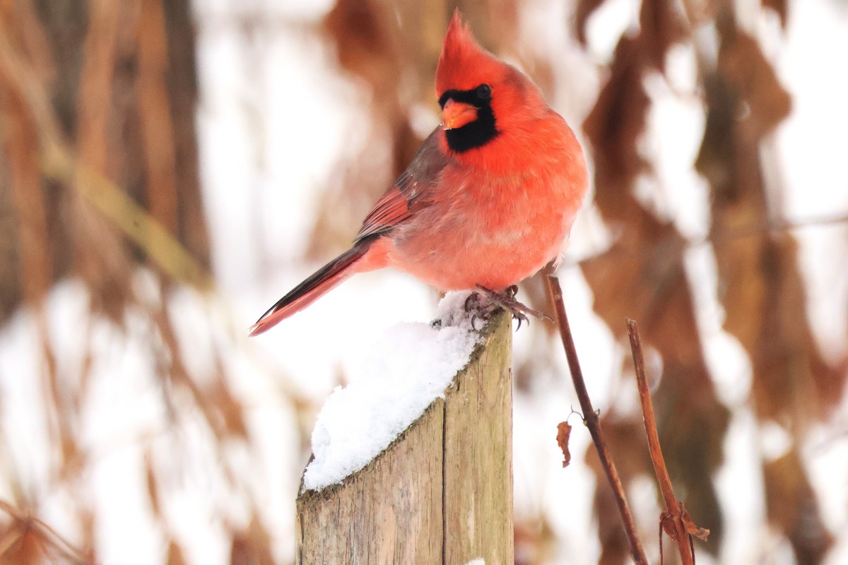 Northern Cardinal - ML646298396