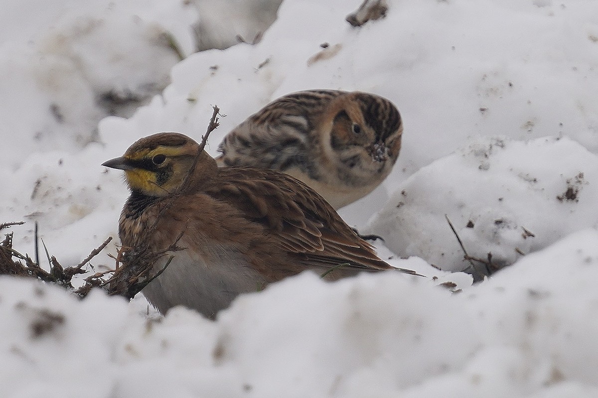 Lapland Longspur - ML646298399