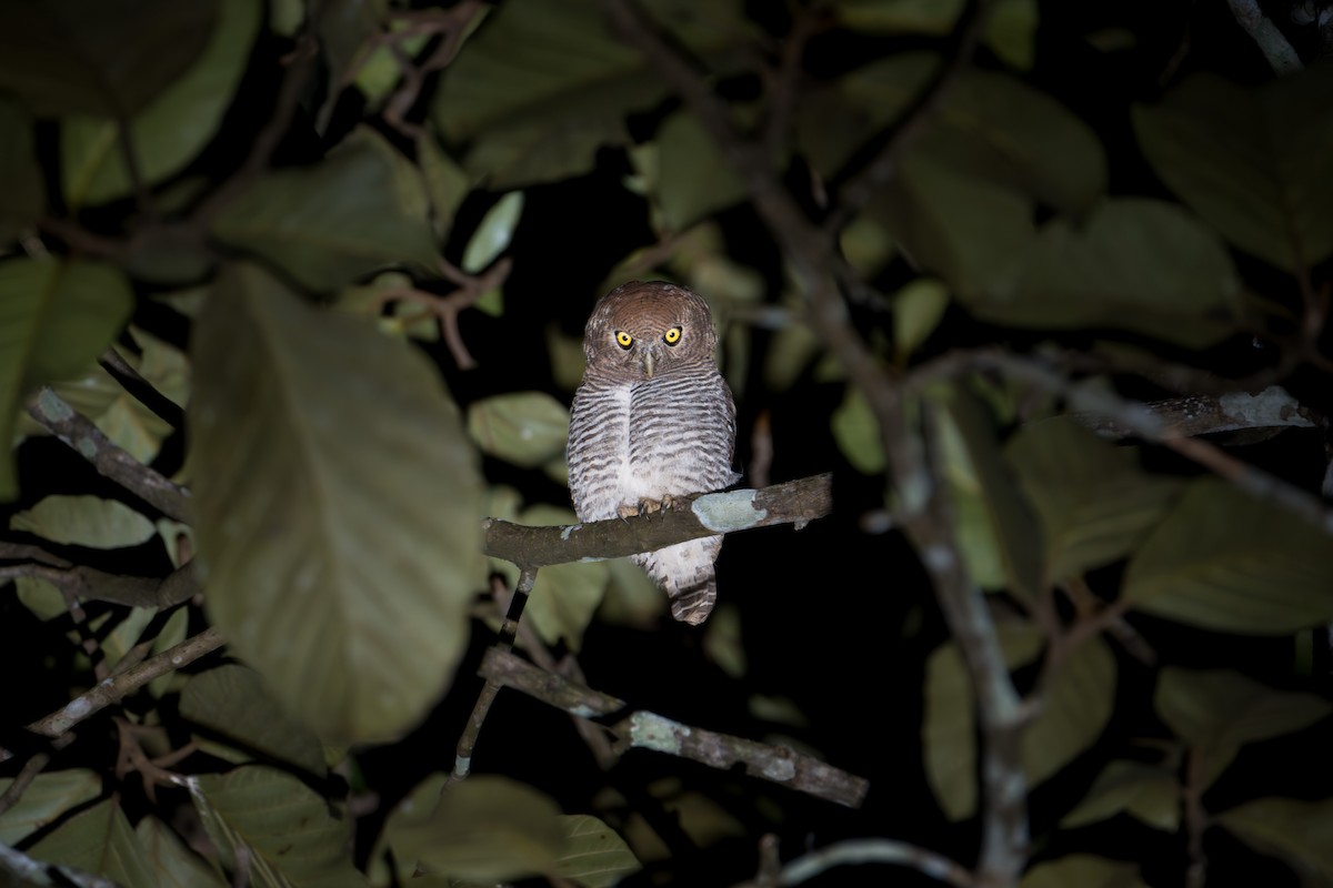 Jungle Owlet - ML646298402
