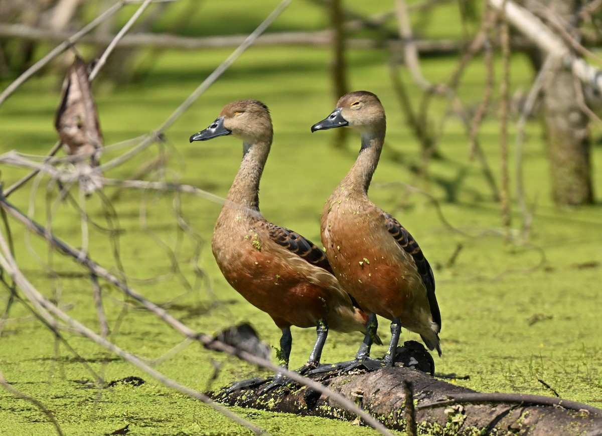 Dendrocygne siffleur - ML646298404