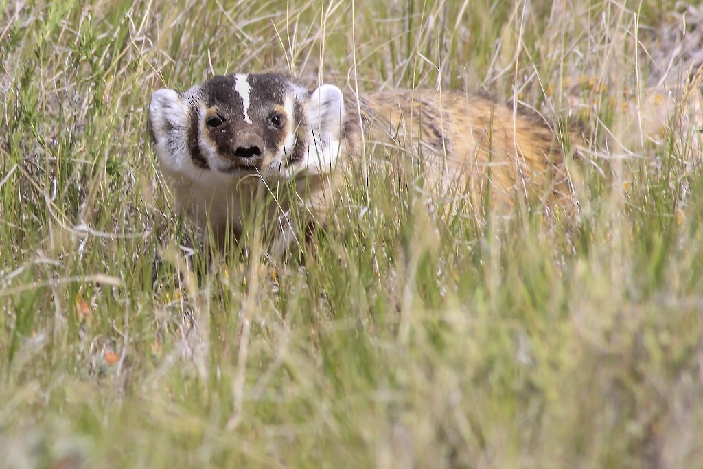 American Badger - ML646298406