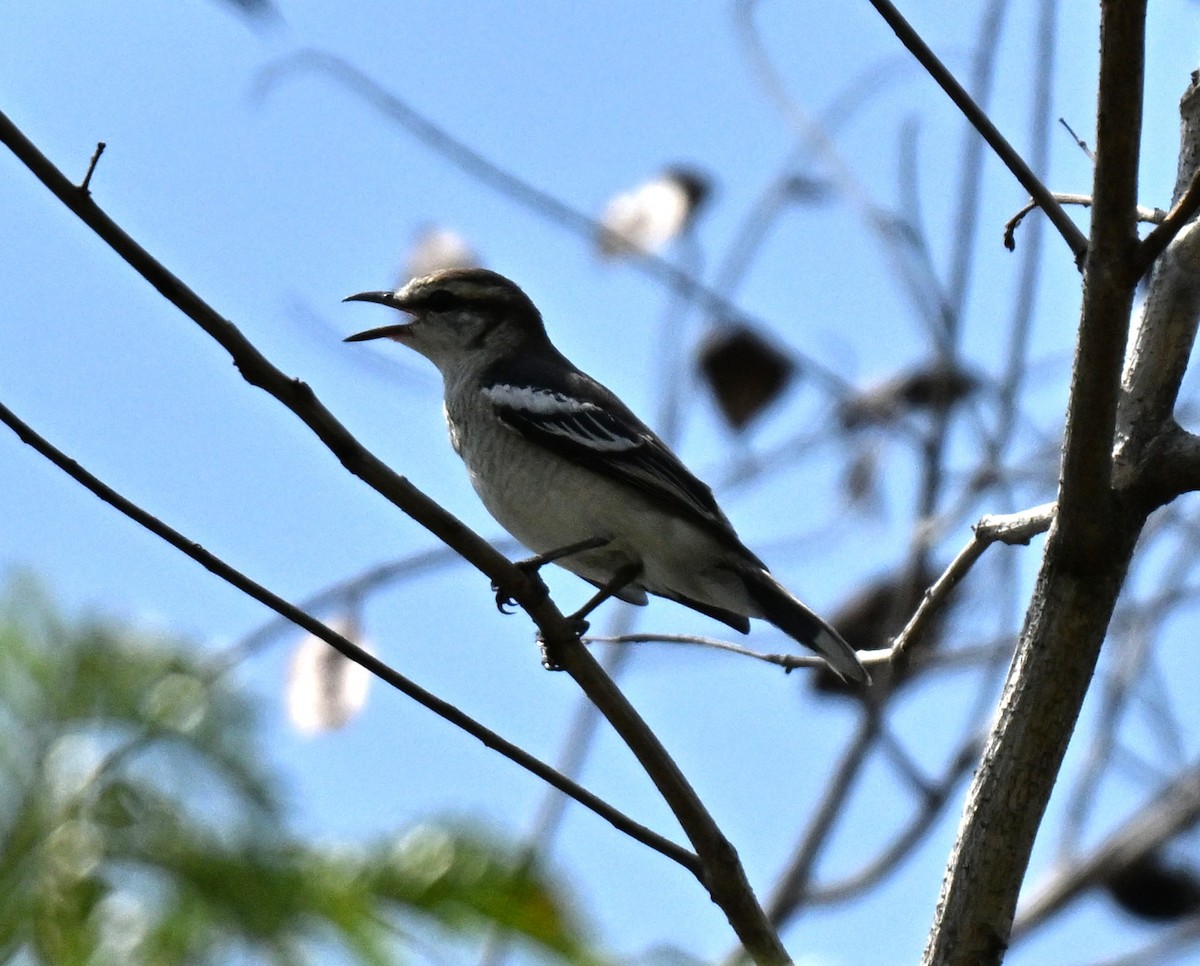 Échenilleur térat - ML646298407