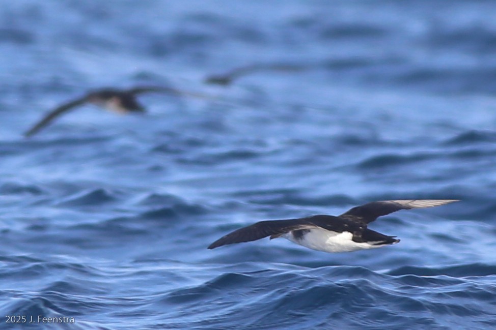 Manx Shearwater - ML646298413