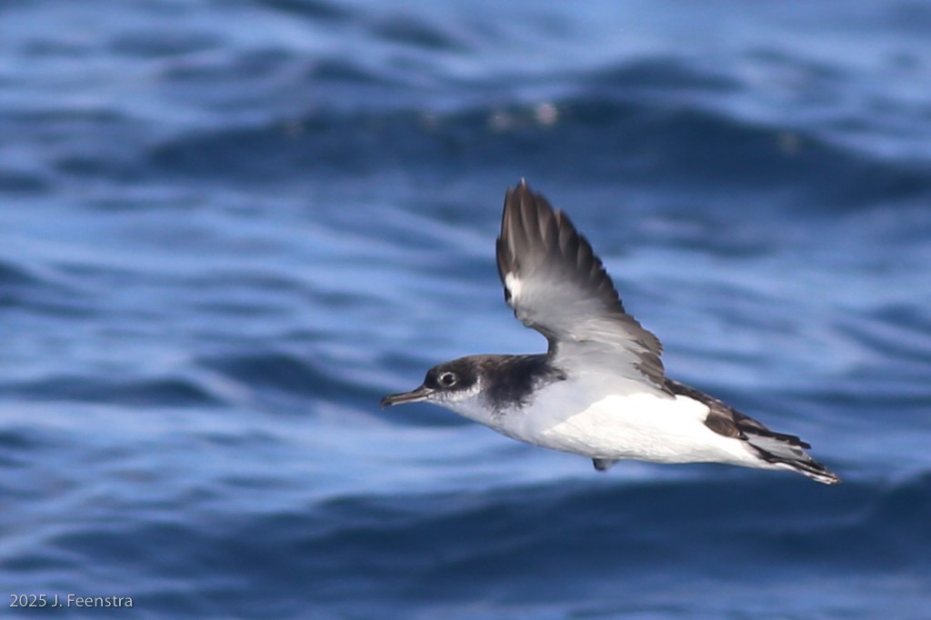 Manx Shearwater - ML646298414