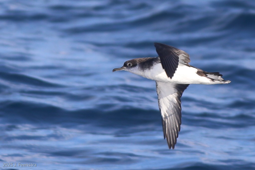 Manx Shearwater - ML646298416