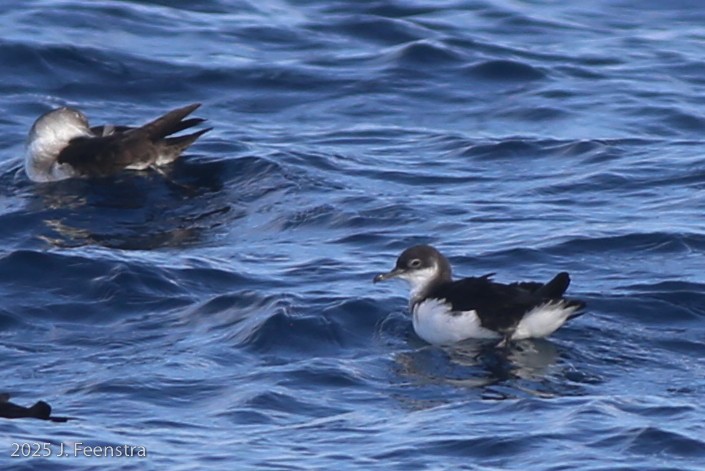 Manx Shearwater - ML646298417