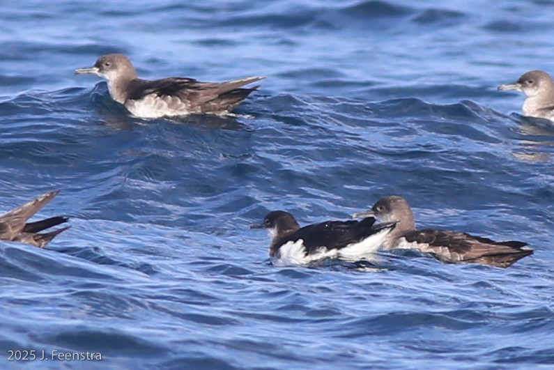 Manx Shearwater - ML646298418