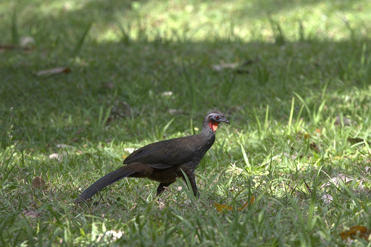 Rusty-margined Guan - ML646298419