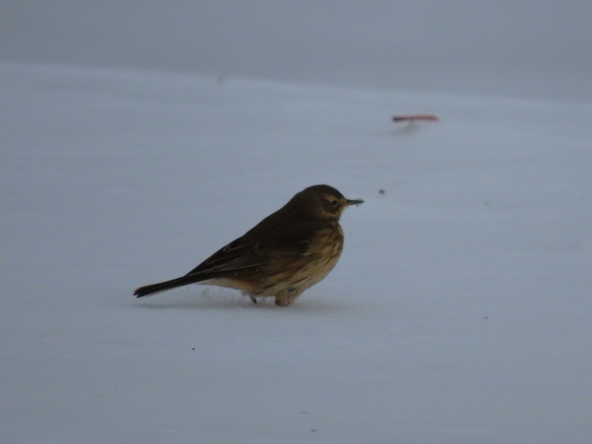 American Pipit - ML646298420