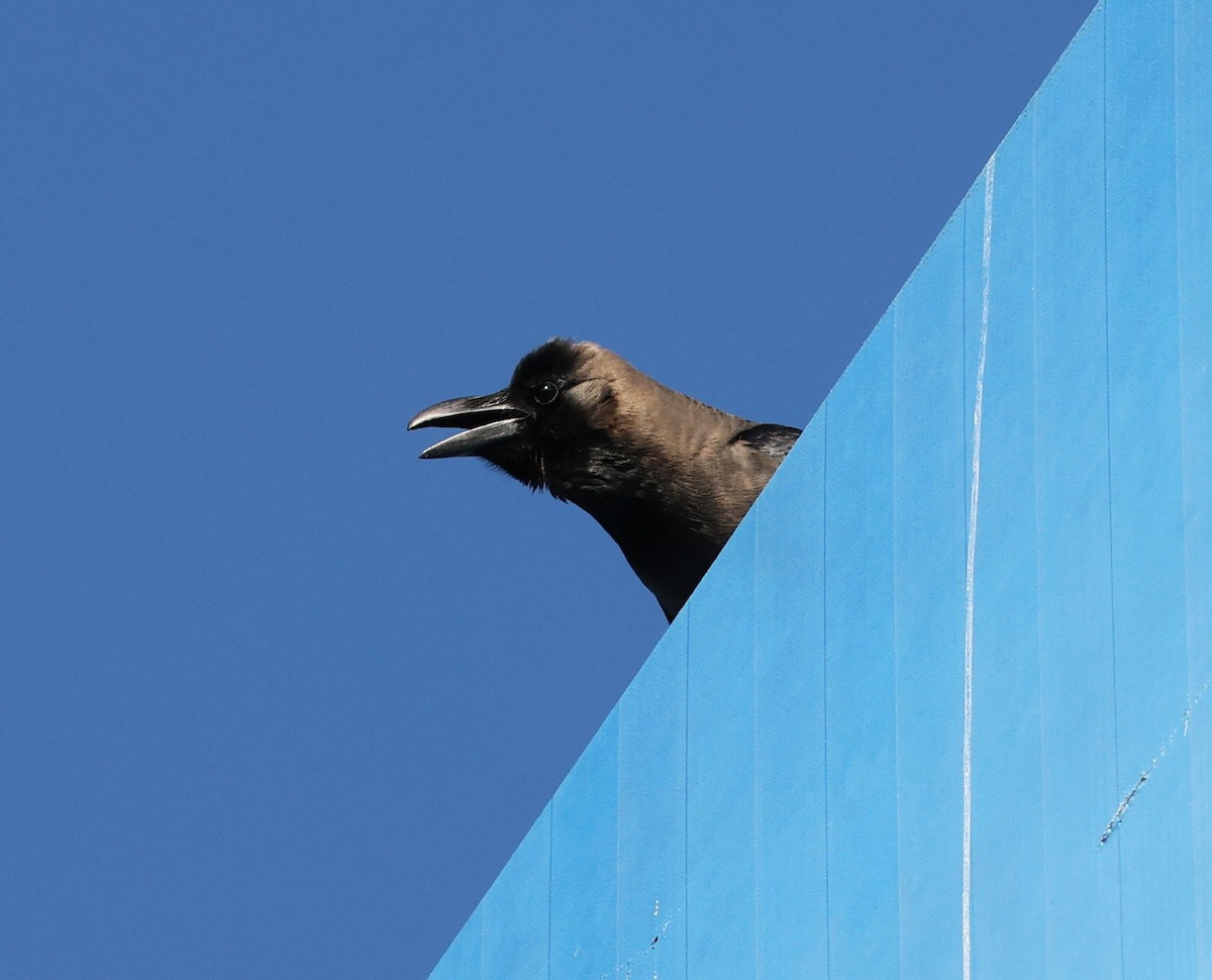 Corbeau familier - ML646298421