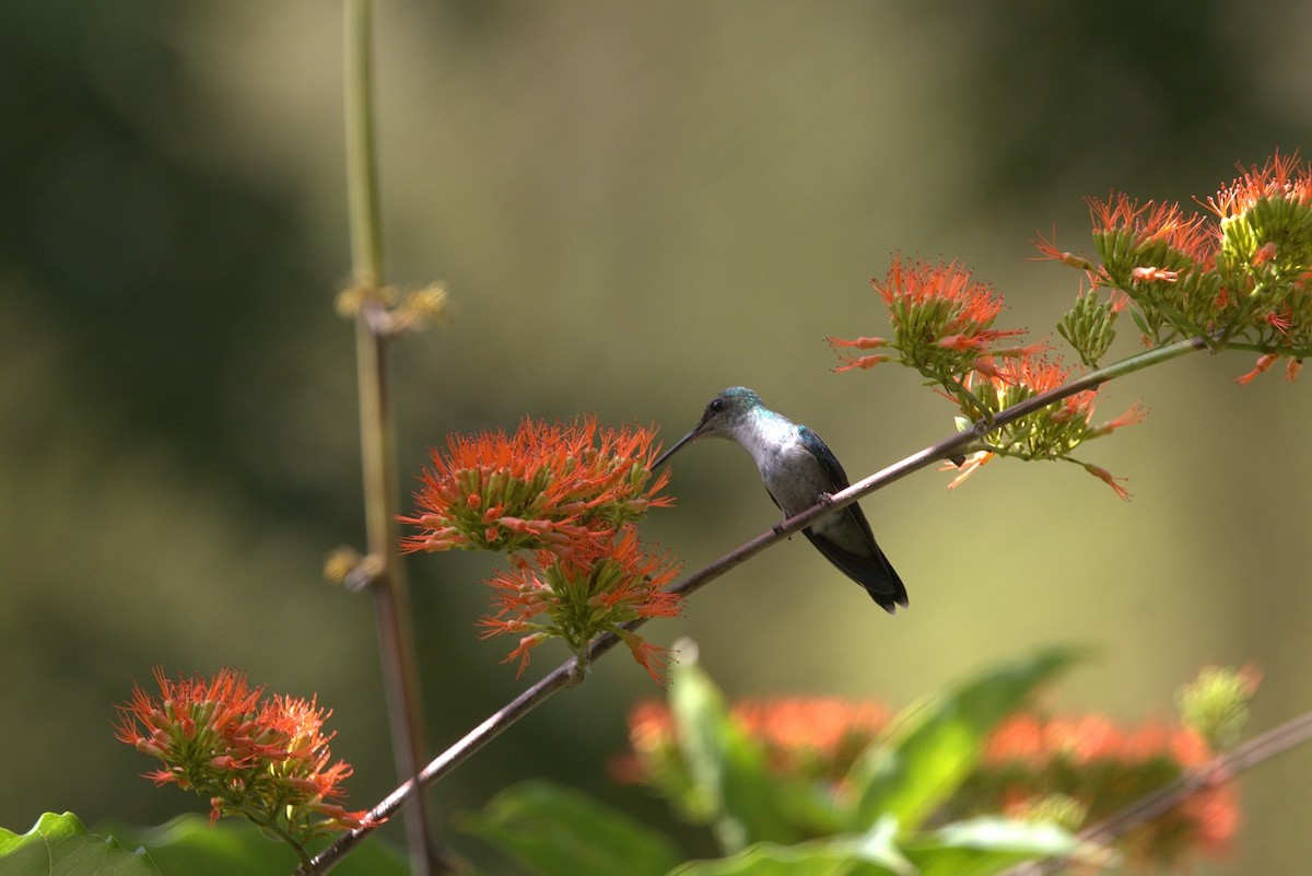 Violet-capped Woodnymph - ML646298422